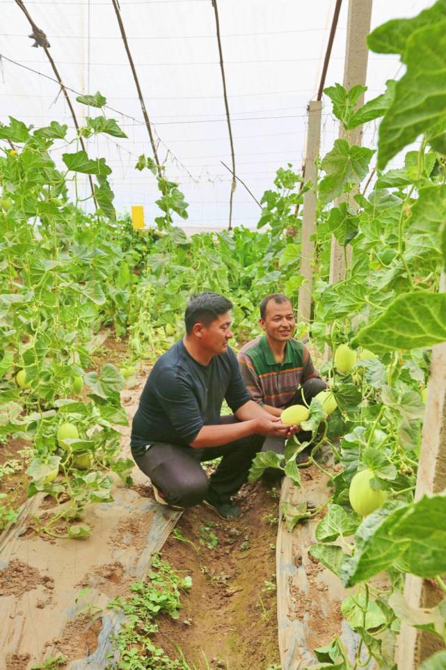 设施农业 拓宽致富路