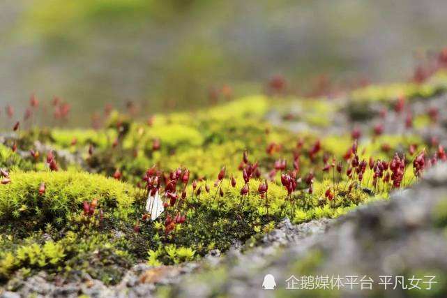 般,虽然微小,花开的时候,其实跟"花开时节动京城"的牡丹意义是一样的