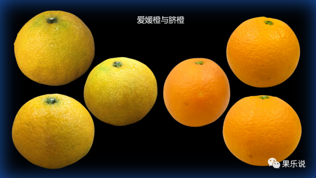 常见国产橙类(十六):爱媛果冻橙