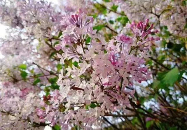 原创内蒙古莫茗呼和浩特的丁香花