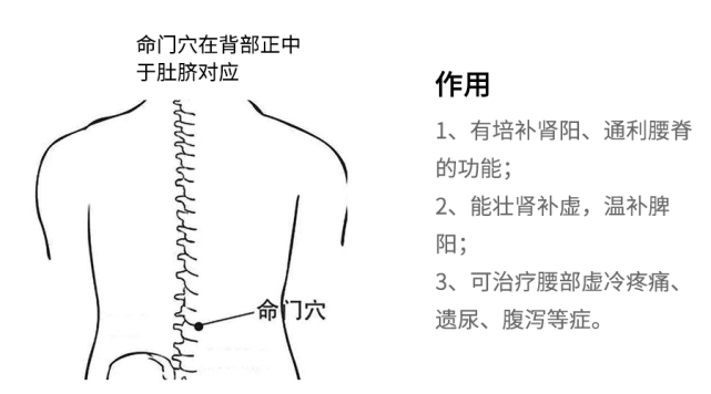 【命门穴的作用】布有腰神经后支的内侧支和腰动脉后支.