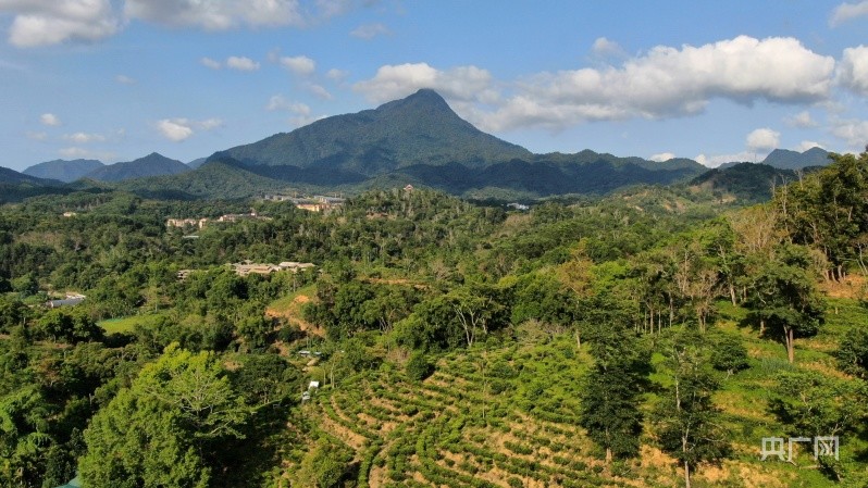 乡村振兴看海南丨五指山市毛纳村:种致富茶,吃旅游