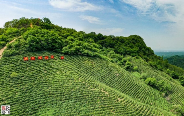 信阳茶园美景让人沉醉小小毛尖茶享誉海内外是茶农主要收入来源