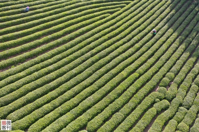 信阳茶园美景让人沉醉小小毛尖茶享誉海内外是茶农主要收入来源