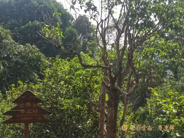 茶树与周遭植被共生,融入莽莽森林中走进老班章古茶园,古茶树遒劲挺拔