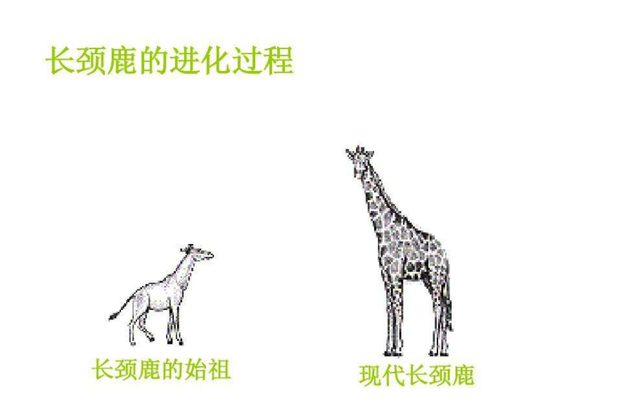 长颈鹿的繁殖过程有多奇特若遇到危险长颈鹿为自保有多凶猛