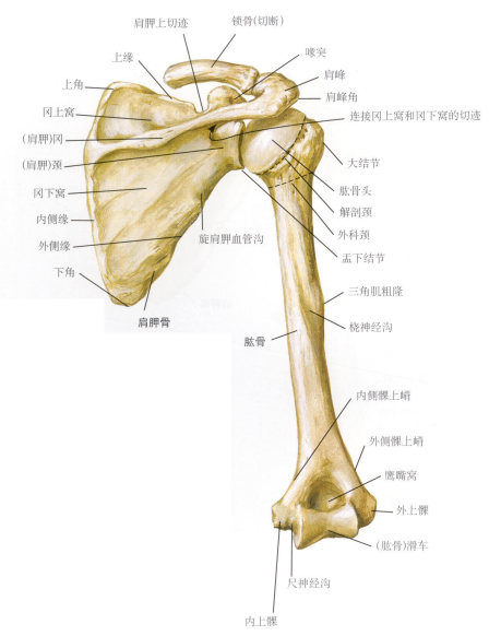 解剖每日学关乎肩袖损伤的肩峰解剖及分型