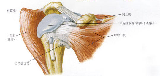 【解剖每日学】关乎肩袖损伤的肩峰解剖及分型