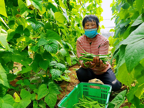 据了解,在隔壁二张曲村的儒源小镇温室大棚里,疏密有致的瓜藤沿着吊线