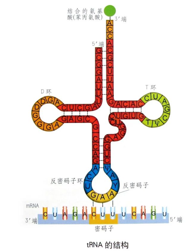 形成双链结构的,比如虽然是单链结构但自身可以形成稳定配对的转运rna