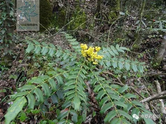 刺黄连,老鼠刺,土黄连药材名称:功劳木2022年4月29日22:52江西中药材