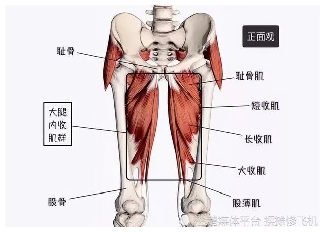 大腿内侧又肥又松如何甩掉大腿拜拜肉坚持做好这两步