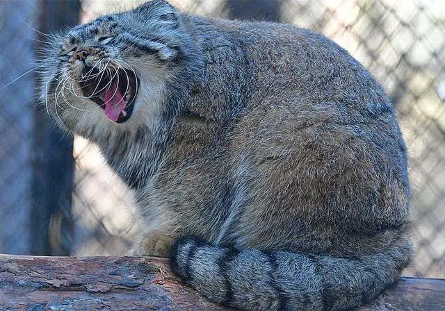 猫中鳌拜兔狲国宝知多少