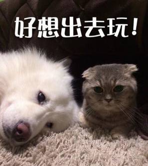 表情包好想出去玩啊