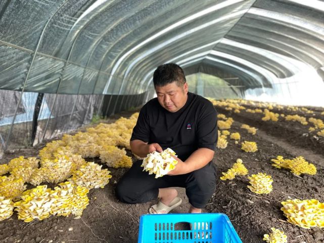 在青田县祯旺乡上垟村的农田大棚里,种植户叶正荣正在采摘黄金菇,不