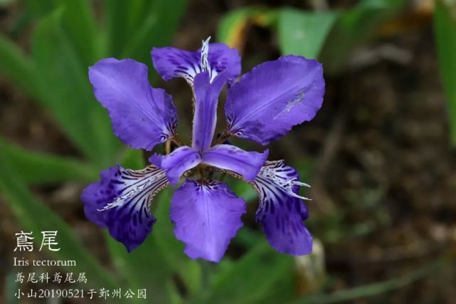 彩虹女神鸢尾花过眼录