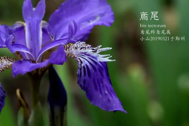 彩虹女神鸢尾花过眼录