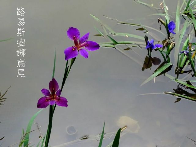 彩虹女神鸢尾花过眼录