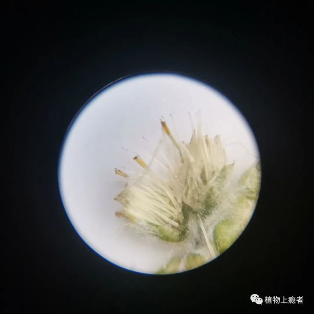 匙叶合冠鼠曲草:不请自来
