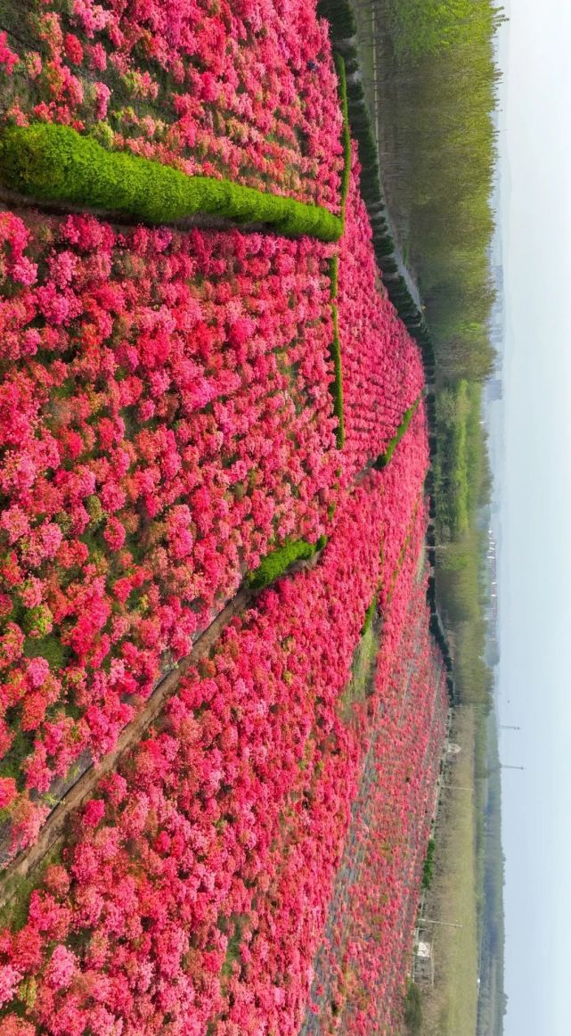 旁花凋零成泥(视频由赢尚传媒提供)来琅琊杜鹃园赏花可好五一假来临