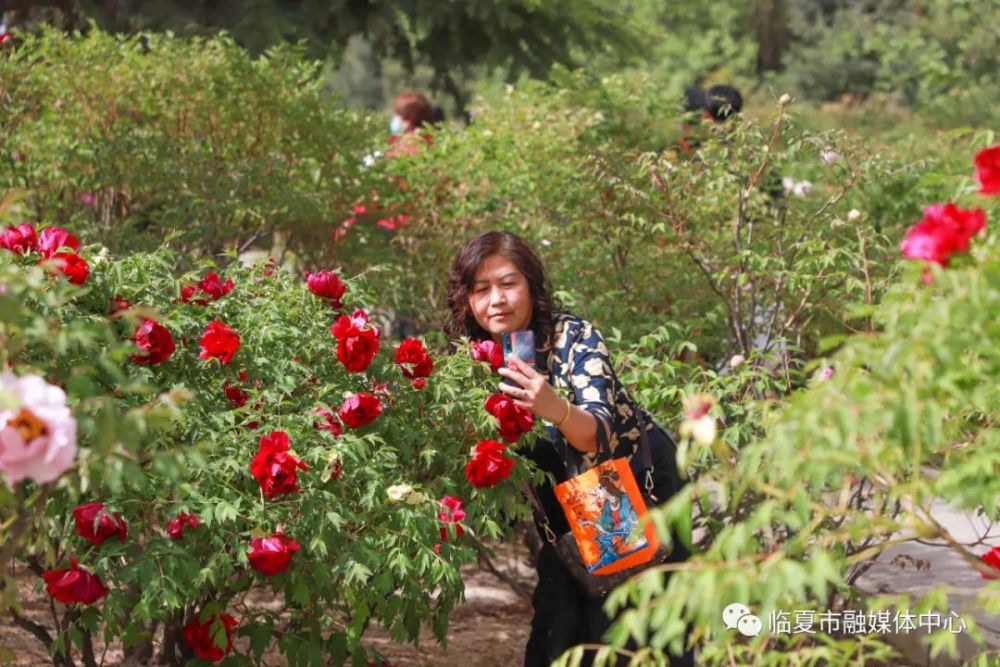 五一游园赏花正当时临夏市百亩牡丹竞相盛开