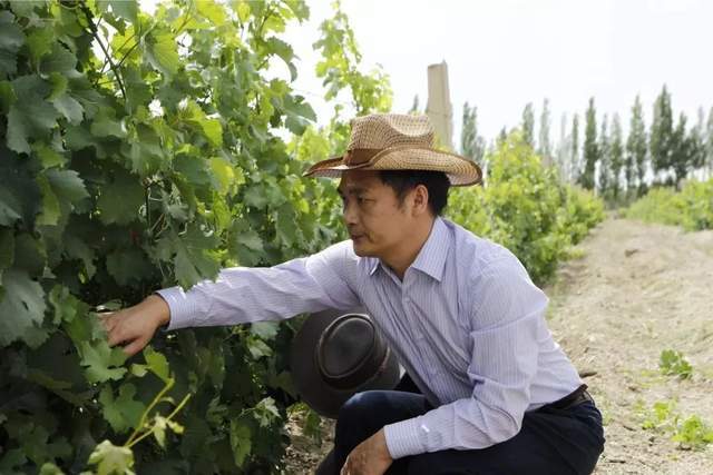 他不仅是酿酒师,更是四万亩葡萄园守护者