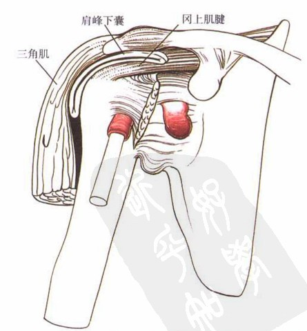 肩峰下囊(图5)位于覆盖肩关节外侧的两层肌袖之间,它有助于两层肌袖