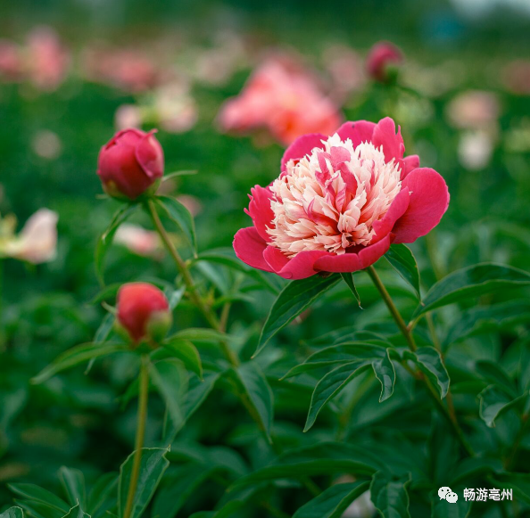 万亩芍花已盛开这波美图请收好