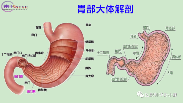 dr床旁摄影技术之经鼻胃肠管术定位