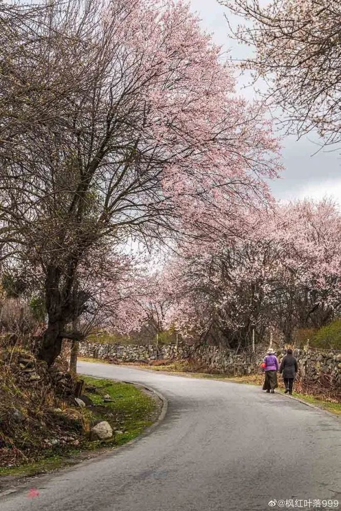 林芝波密桃花沟