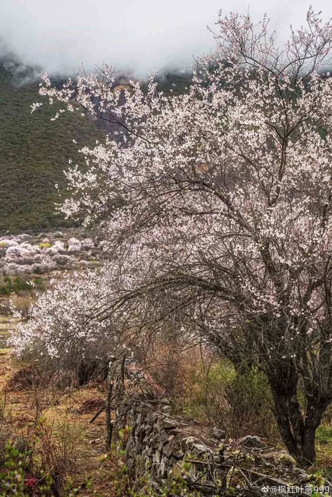 林芝波密桃花沟