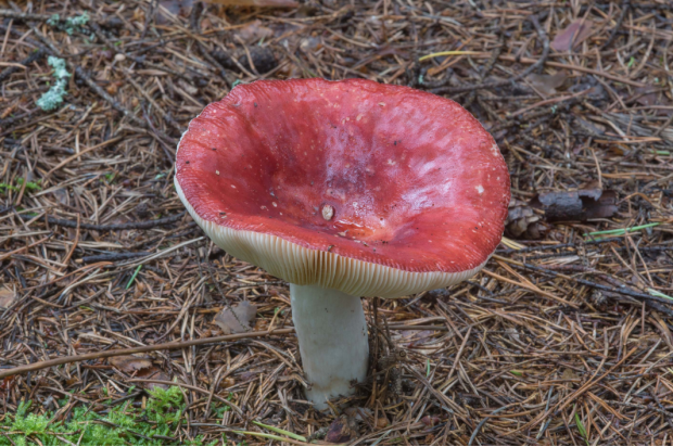 等长,直生,褶间有横脉,很密,常有分叉,褶边缘常带红色沼泽红菇菌褶