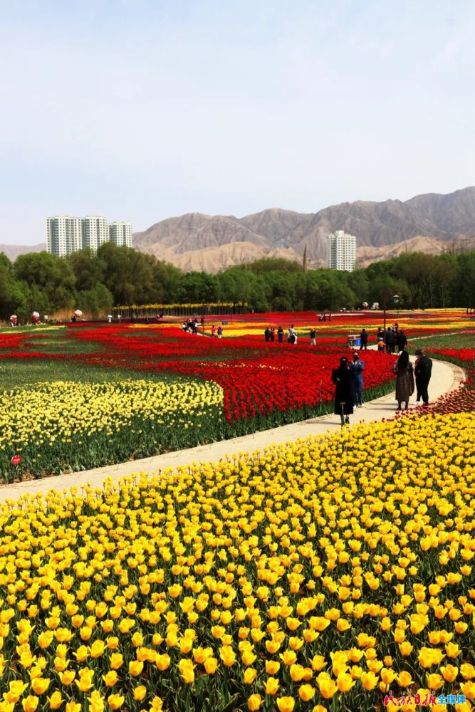 在刘家峡邂逅烂漫郁金香花海