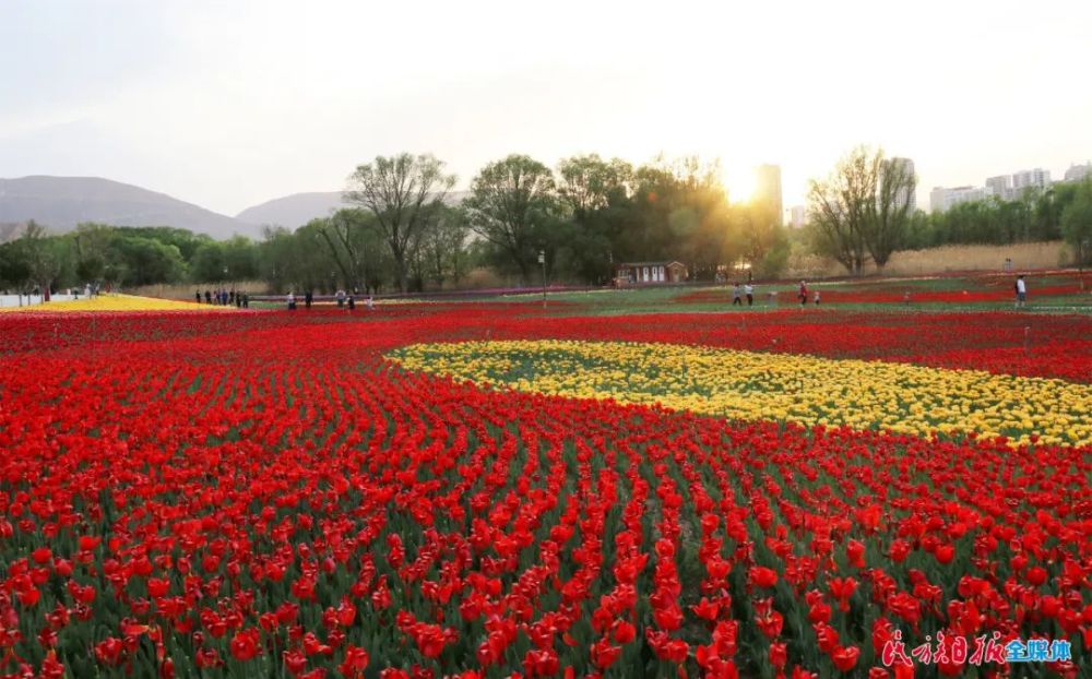 在刘家峡邂逅烂漫郁金香花海