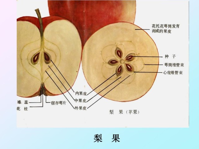 但是苹果并不是完全从子房发育而来的,而是从封闭的子房和暴露在花托