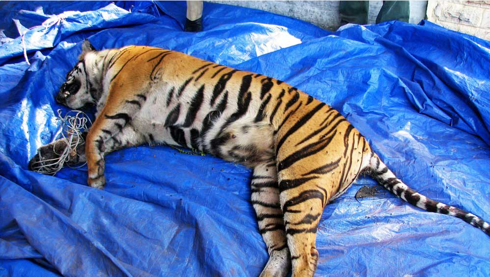 饲养员偷卖老虎尸体泰国虎庙竟是屠宰场人类的贪念有多可怕