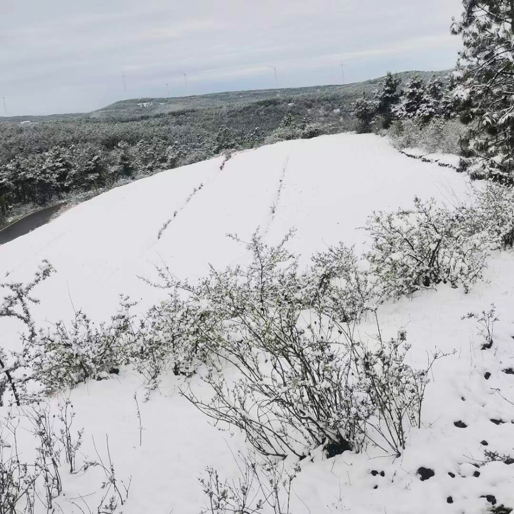 惊艳威宁五一小长假又双叒叕下雪这份浪漫你没看错