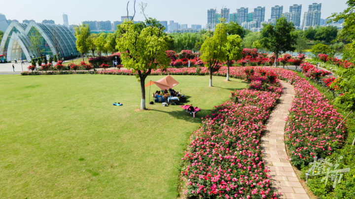 杭州赏花地推荐白马湖公园数十万朵月季簇拥成一条月季跑道