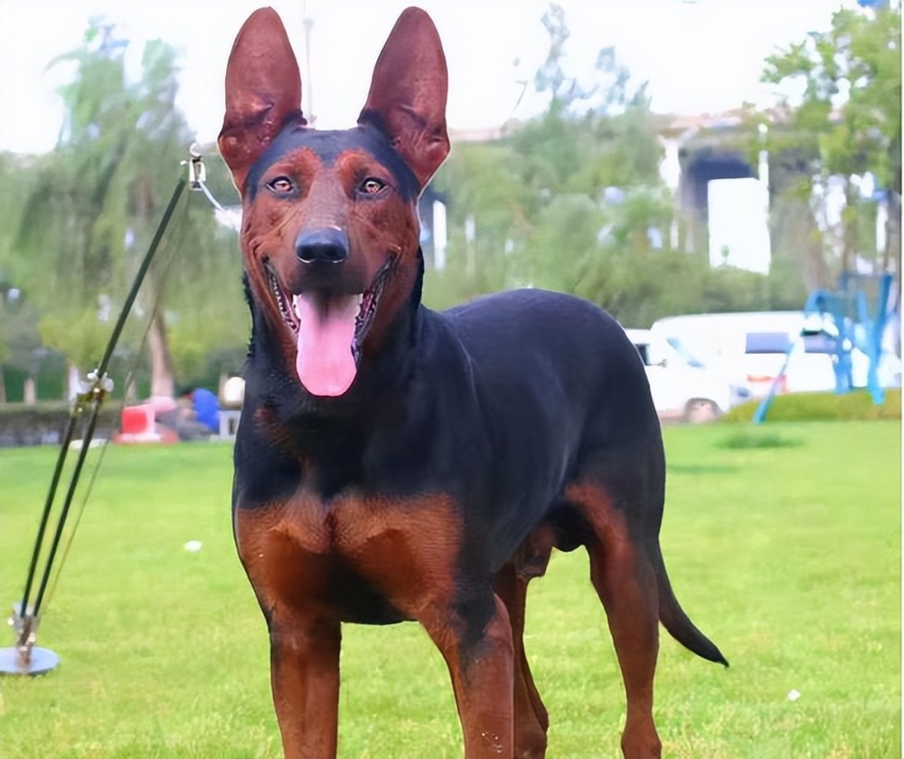 能成为护卫犬的六种中国狗狗养过的人都说很值得不后悔