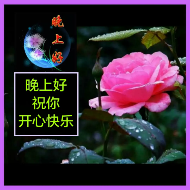 晚安温馨表情包图片,晚上好唯美问候语带字问候图