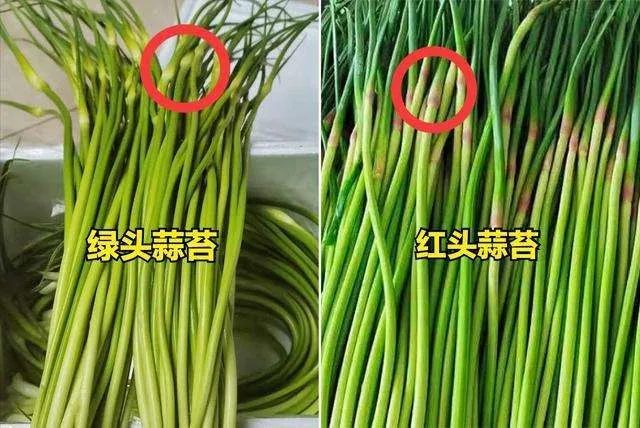 【一,绿头蒜苔和红头蒜苔的区别】导读:家人们,你们知道蒜苔有"绿头"