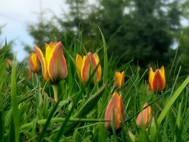 特克斯这里野郁金香花开正浓!