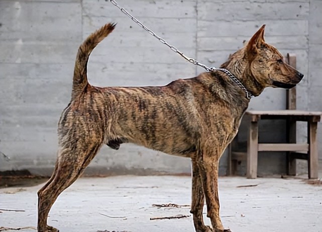 1,逐渐没落,纯种虎斑犬很少见虎斑犬曾经是上贡给皇