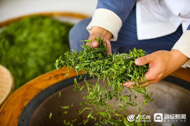 好品山东丨黄金海岸出好茶海阳绿茶香飘远