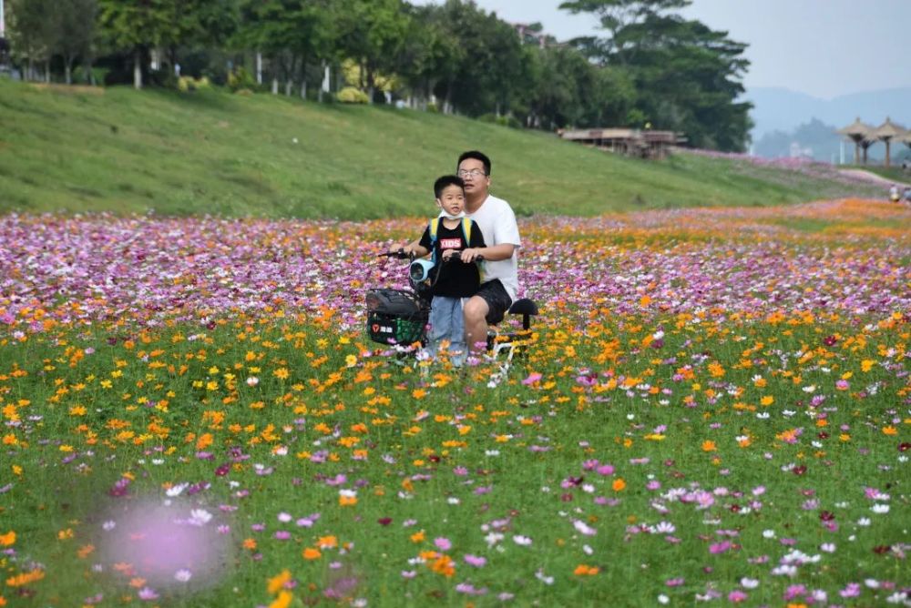 摄影……享受美好时光,其乐融融花海名片白坭沙围村七彩花田位于三水