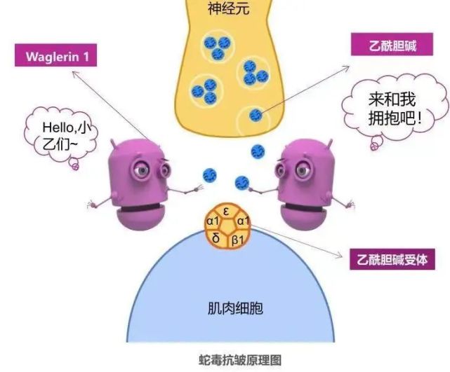 waglerin-1完全一致,都是作用于突触后膜,是肌肉烟碱乙酰胆碱受体(n