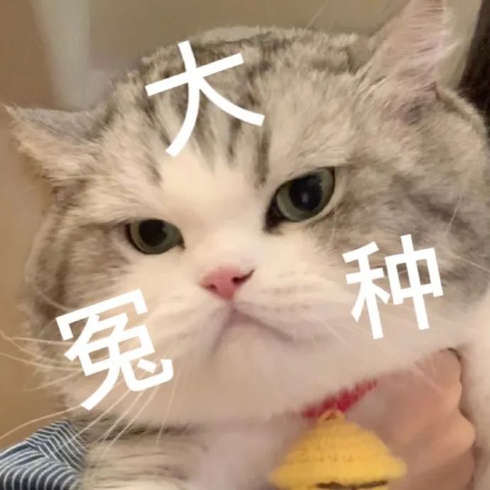 可爱猫猫表情包小动物表情包