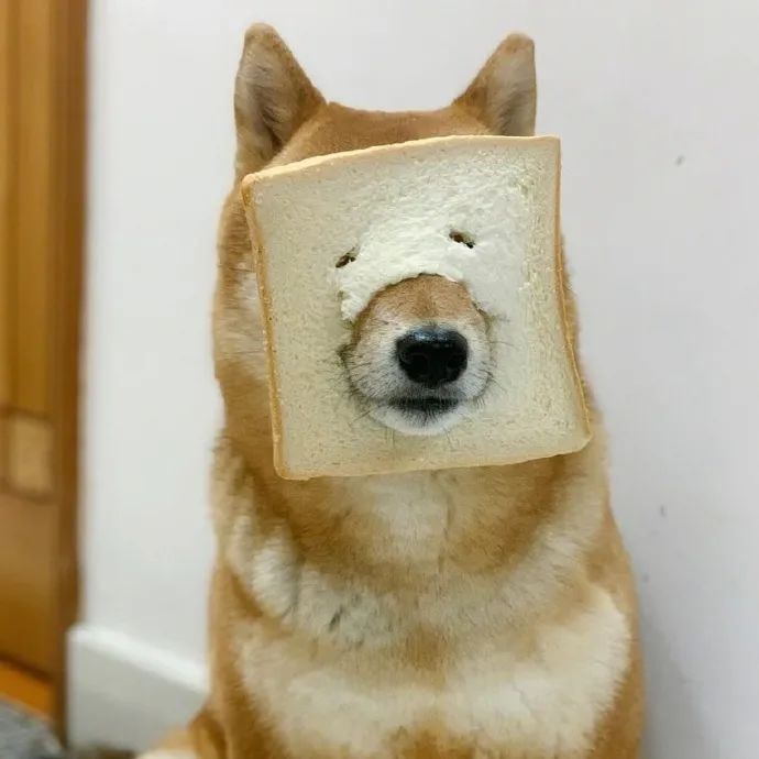 笨蛋吐司小狗好可爱的面包狗