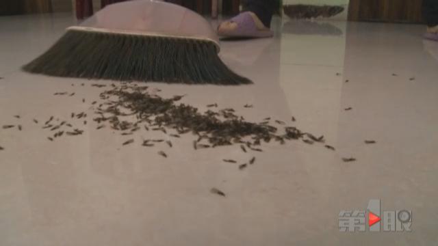 女子家中被白蚁占领 它们都爬到了婴儿脸上了 - 1