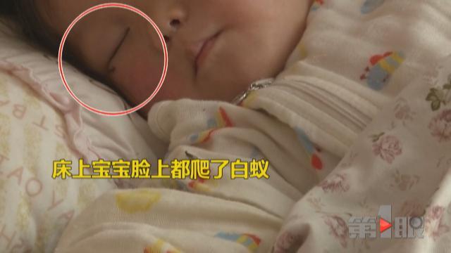 女子家中被白蚁占领 它们都爬到了婴儿脸上了 - 2